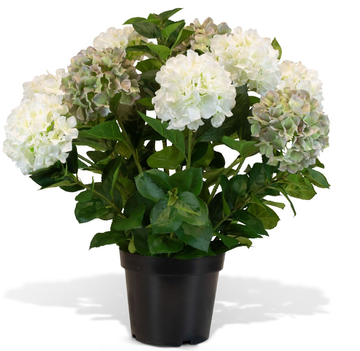 Hortensie - Hydrangea Kunstpflanze, 10 Blüten, Höhe 73 cm, weiß-grün Hortensie - Hydrangea Kunstpflanze, 10 Blüten, Höhe 73 cm, weiß-grün