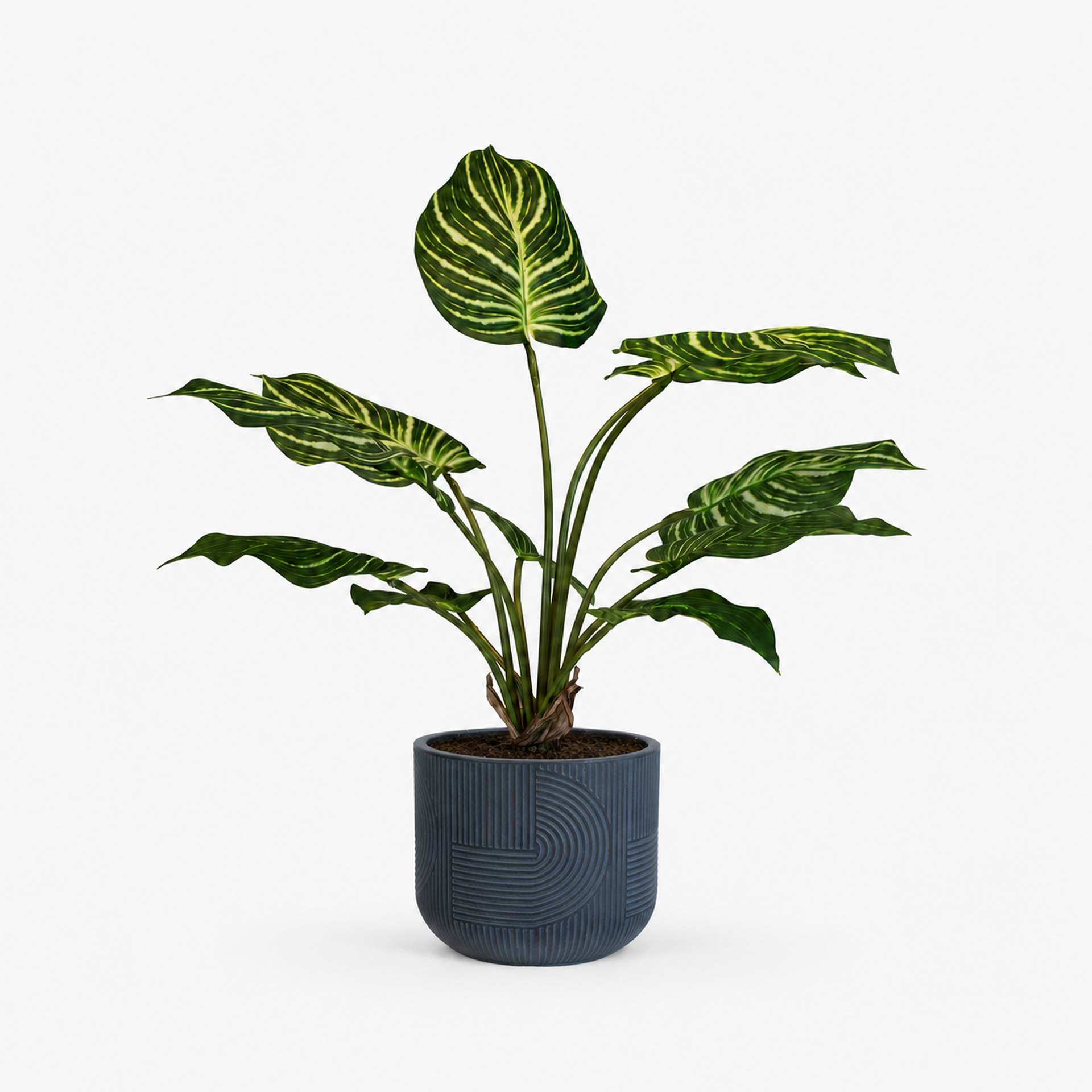 Kunstpflanze mit Topf Calathea 65 cm mit Solco Topf Anthrazit