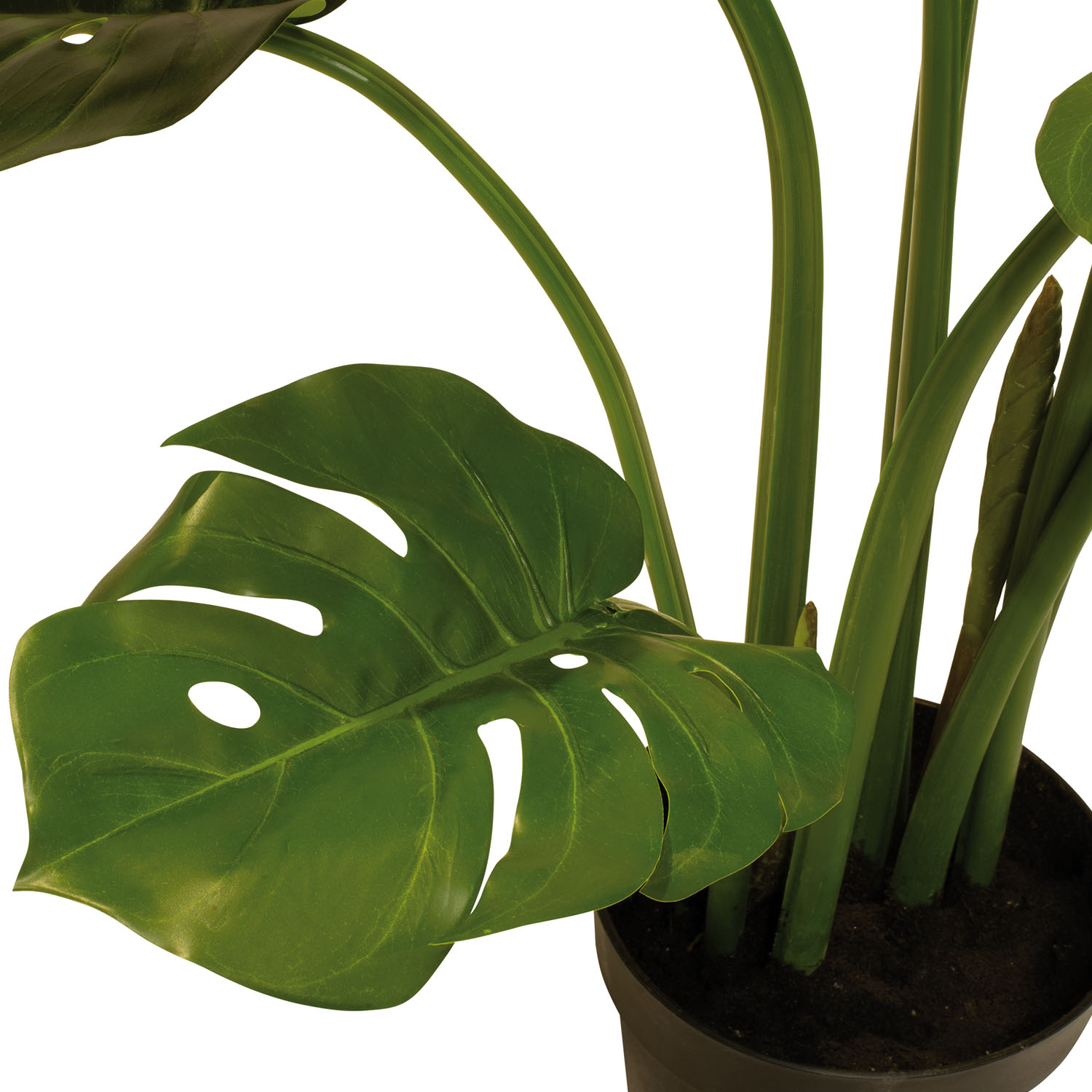 Kunstpflanze mit Topf Monstera Deliciosa mit Linea Gefäß 90 cm Weiß Kunstpflanze mit Topf Monstera mit Topf Solco 120 cm Anthrazit