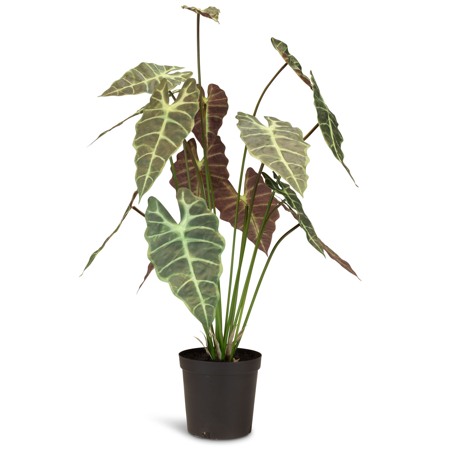 Alocasia - Elefantenohr Kunstpflanze 98 cm Alocasia - Elefantenohr Kunstpflanze 98 cm