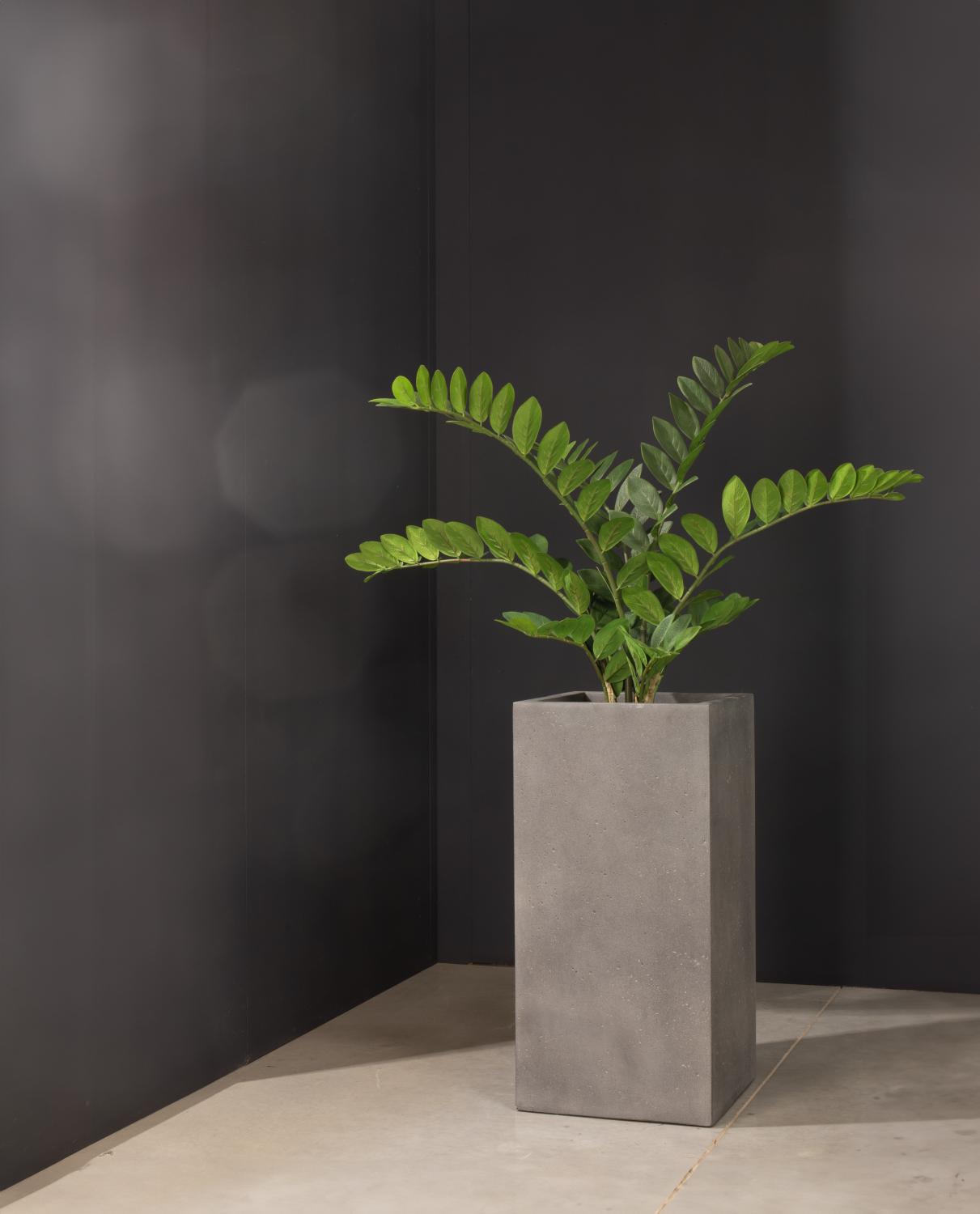 Glücksfeder Zamioculcas Kunstpflanze violett 60 cm