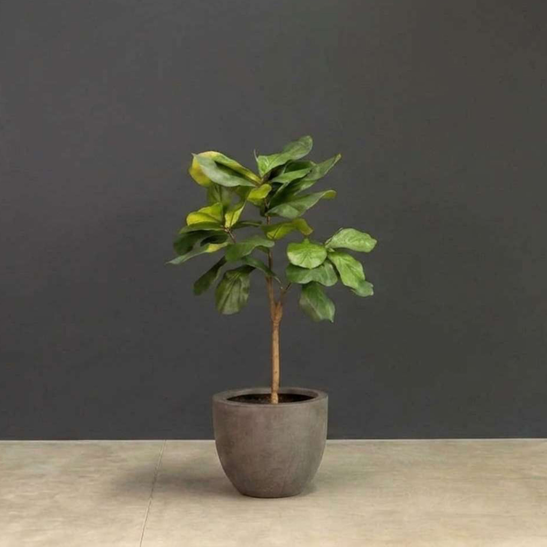 Kunstpflanze mit Topf Ficus Lyrata mit Roccastone Classic 120cm Anthrazit Kunstpflanze mit Topf Ficus Lyrata mit Roccastone Classic 120cm Anthrazit