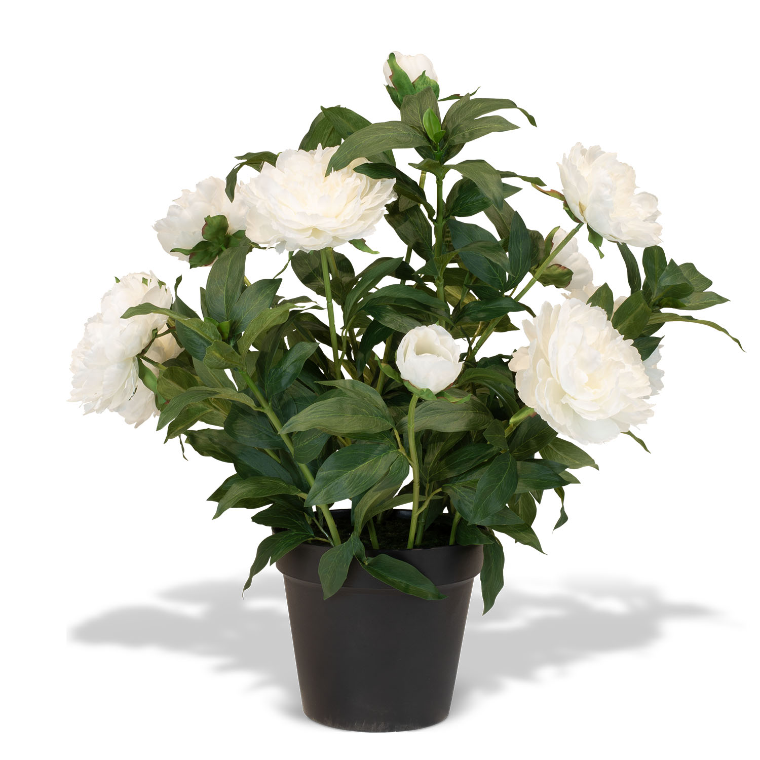 Pfingstrose (Paeonia) Kunstpflanze mit 11 Blüten weiß Pfingstrose (Paeonia) Kunstpflanze mit 11 Blüten weiß
