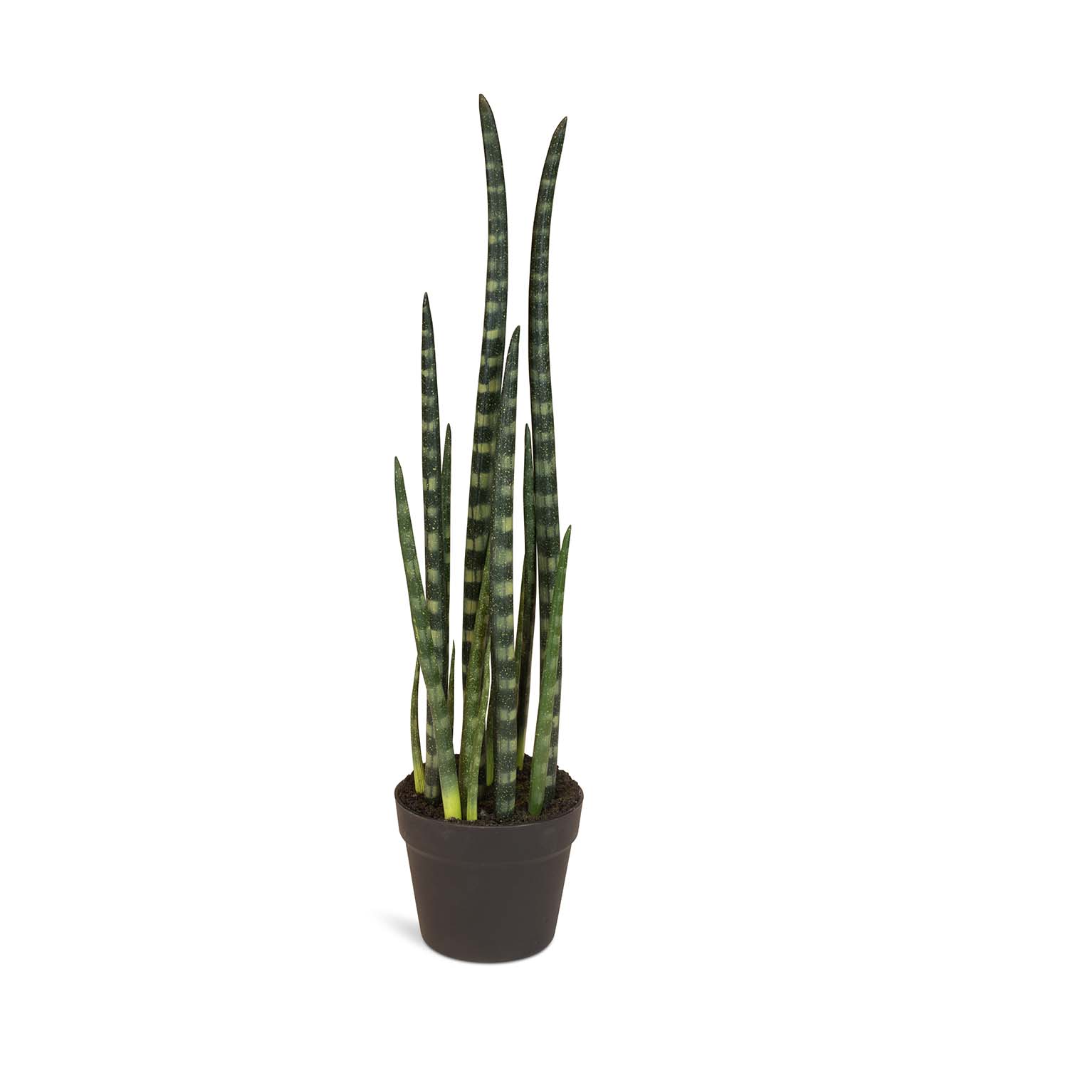 Sansevieria cylindrica - Zylindrischer Bogenhanf Kunstpflanze Sansevieria cylindrica - Zylindrischer Bogenhanf Kunstpflanze