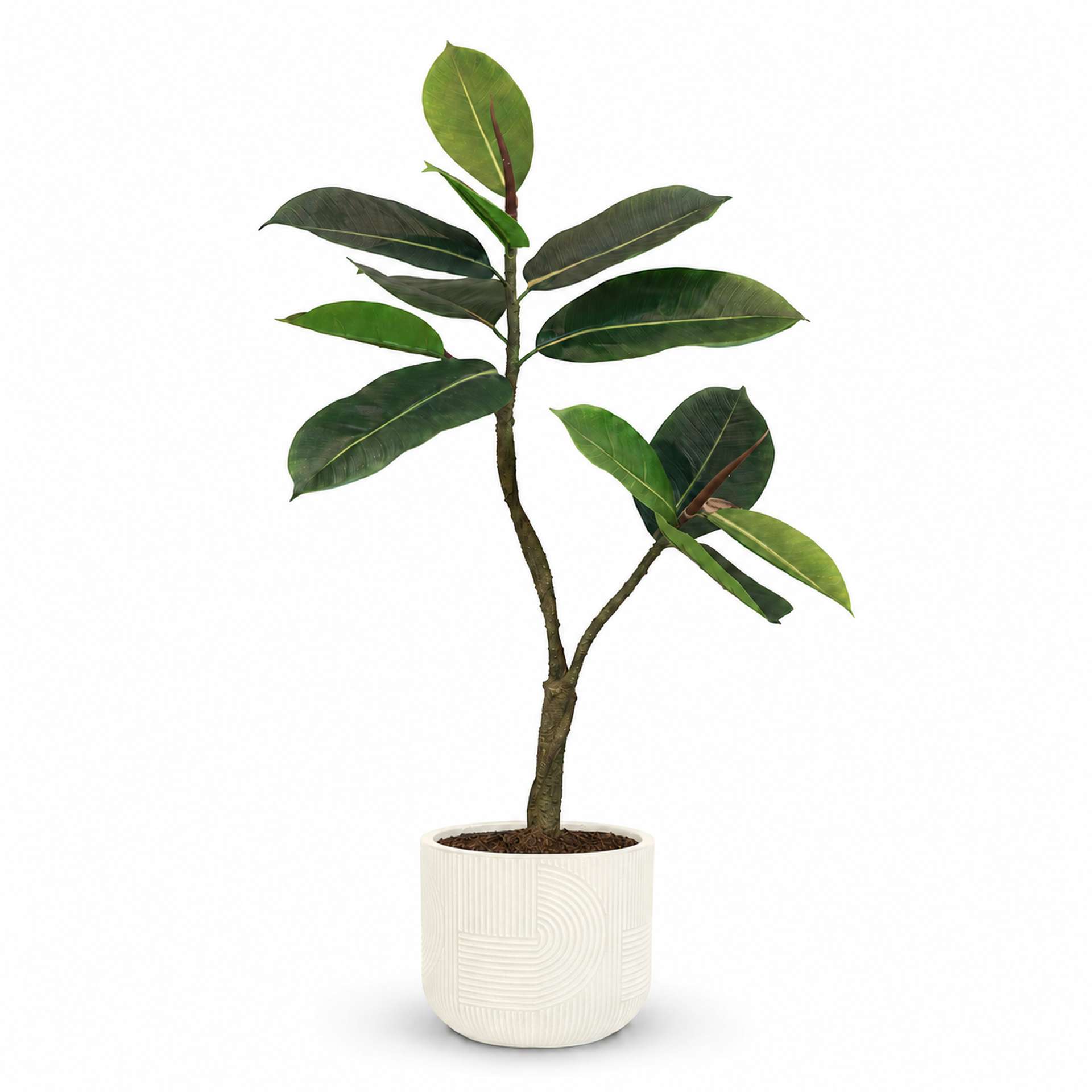 Kunstpflanze mit Topf Ficus Elastica 90 cm mit Solco Gefäß Weiß Kunstpflanze mit Topf Ficus Elastica 90 cm mit Solco Gefäß Weiß