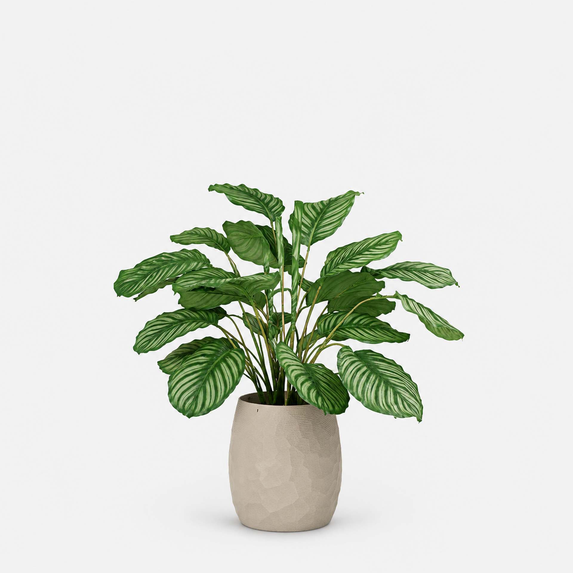 Kunstpflanze mit Topf Calathea 90 cm Organic 3D Moonlight Grey
