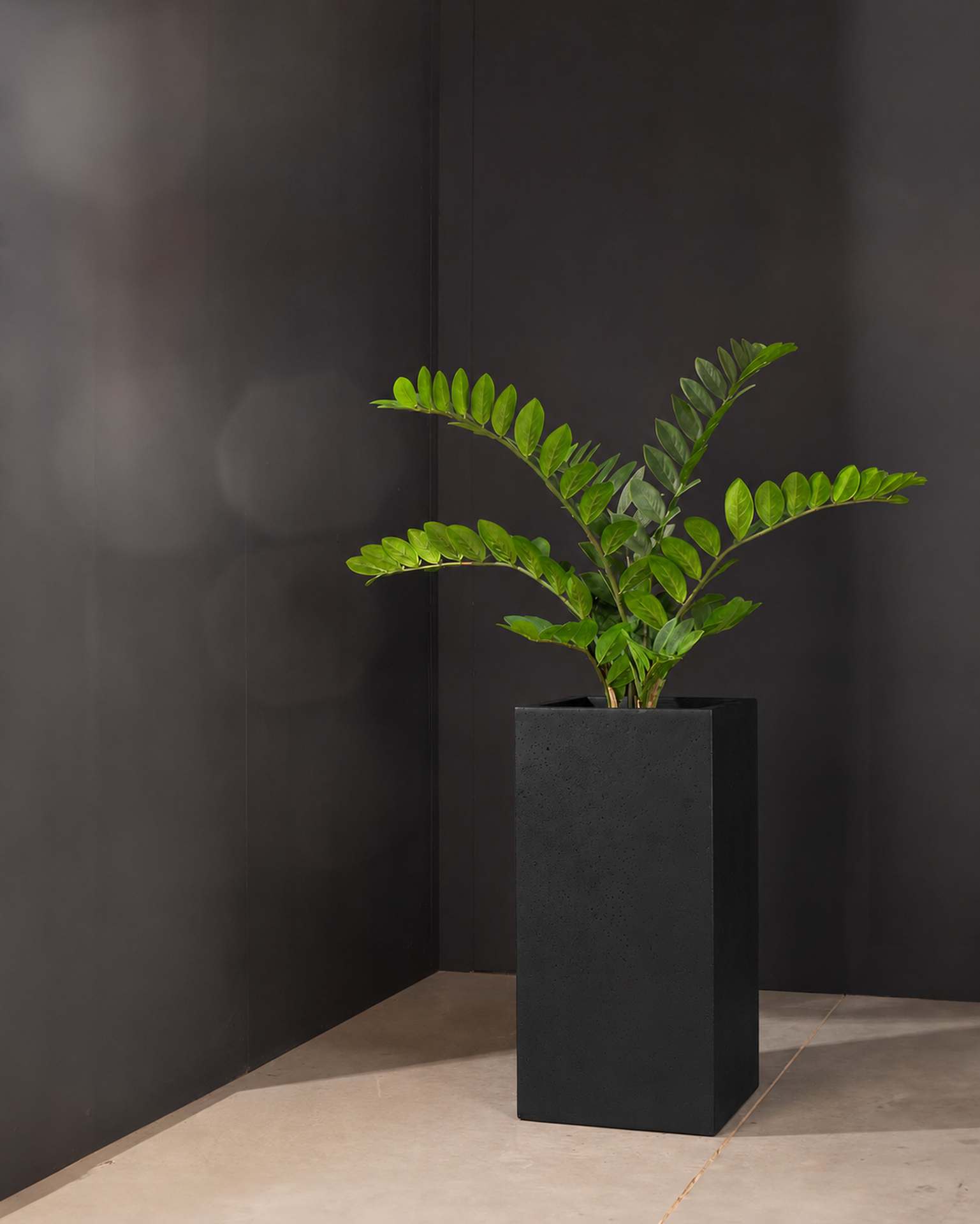 Kunstpflanze mit Topf Glücksfeder 100 cm mit Polystone Pflanzsäule Anthrazit Kunstpflanze mit Topf Glücksfeder 100 cm mit Polystone Pflanzsäule Anthrazit