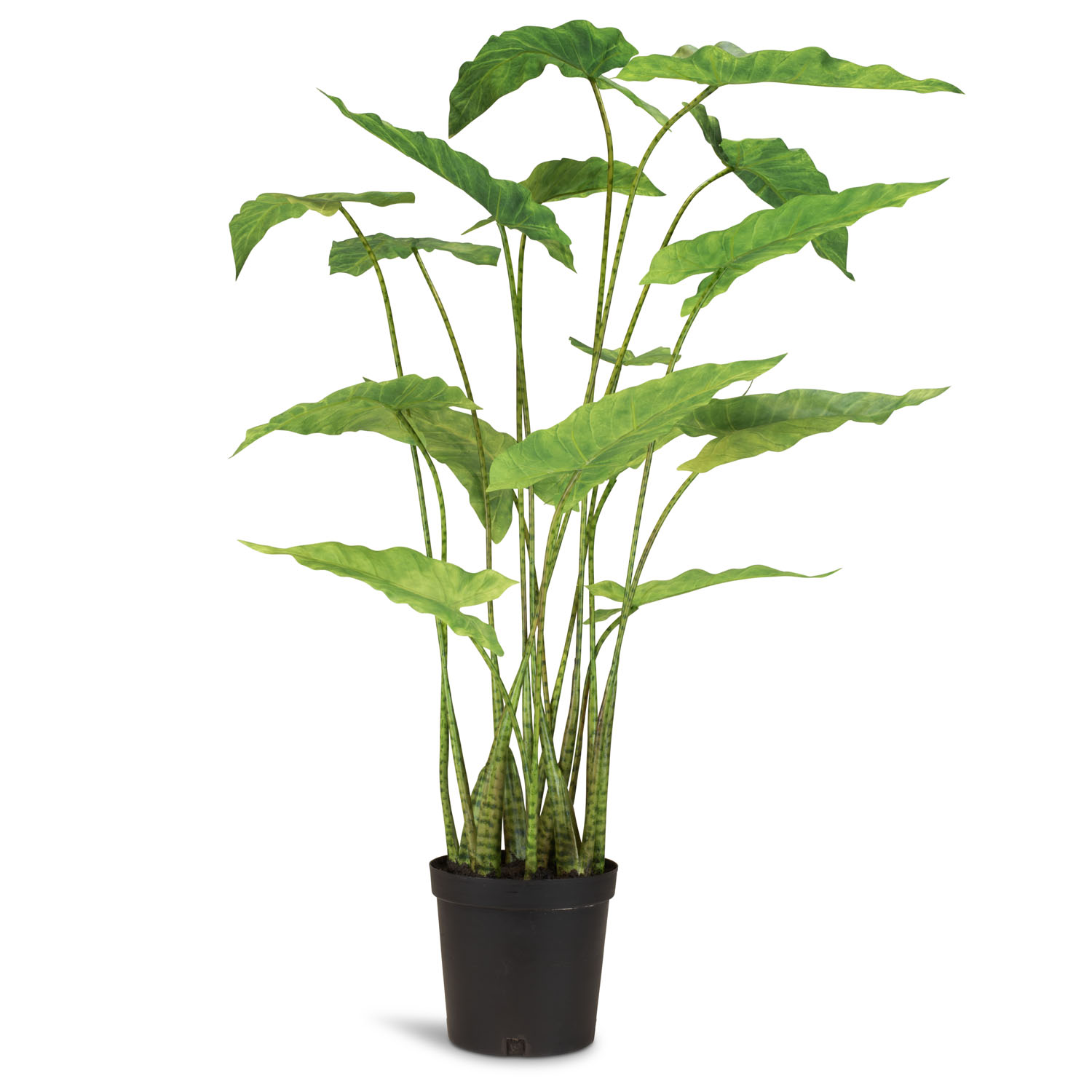 Zebra-Elefantenohr - Alocasia Zebrina Kunstpflanze 94 cm Zebra-Elefantenohr - Alocasia Zebrina Kunstpflanze 94 cm