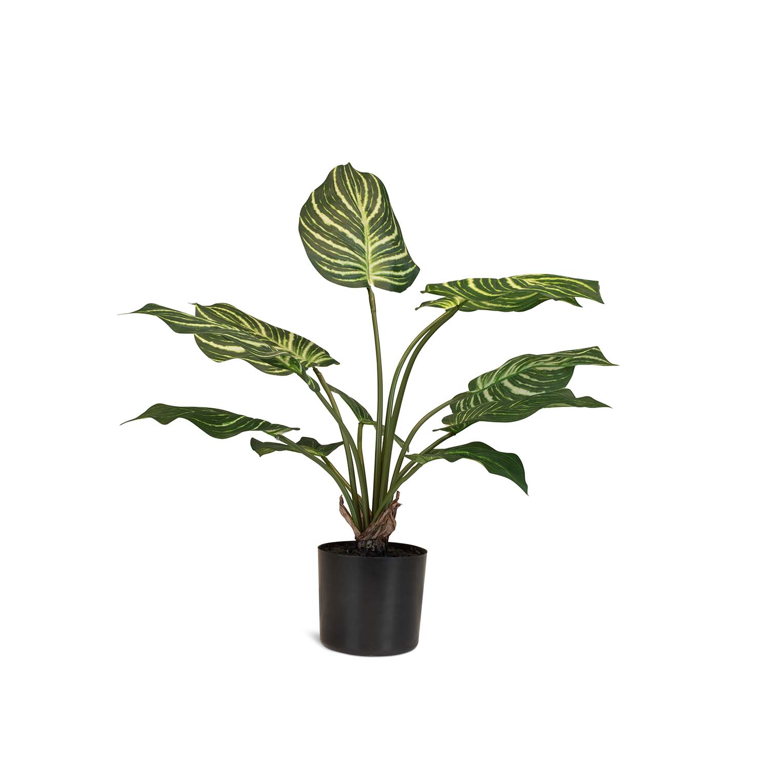 Hochwertige Calathea - Pfauen-Korbmaranthe Kunstpflanze grün 65 cm Hochwertige Calathea - Pfauen-Korbmaranthe Kunstpflanze grün 65 cm