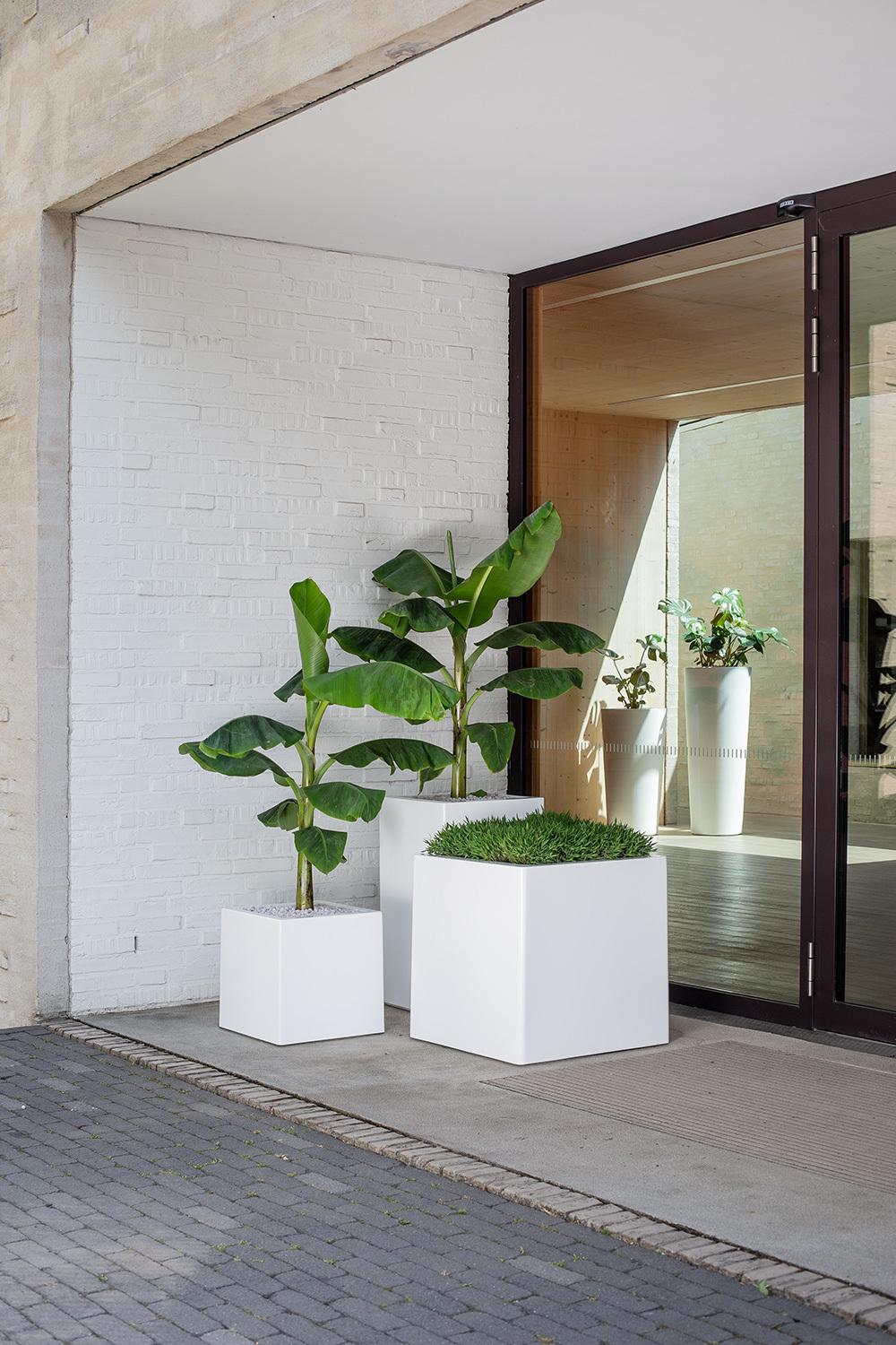 Premium Pflanzwürfel hochglanzpoliert Premium Pflanzwürfel hochglanzpoliert