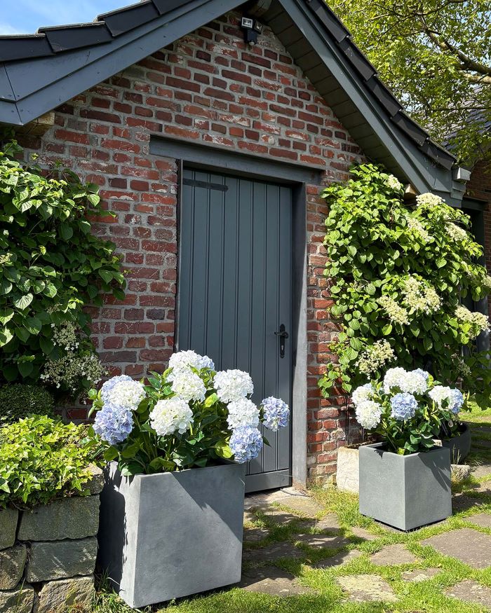 Hortensie - Hydrangea Kunstpflanze, 10 Blüten, Höhe 73 cm, weiß-blau