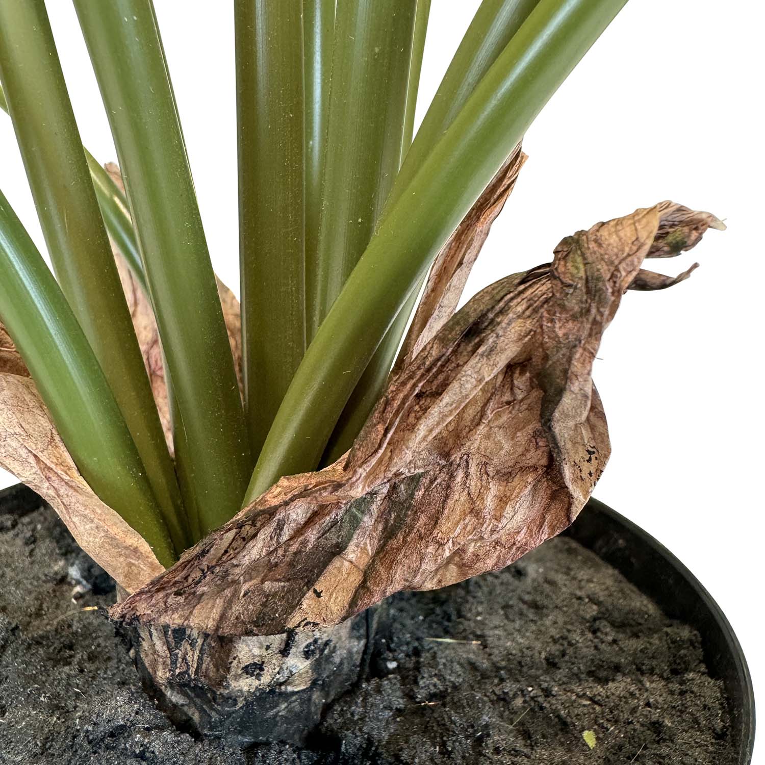 Calathea (Pfauen-Korbmarante) Kunstpflanze UV-Stabil grün 65 cm Calathea (Pfauen-Korbmarante) Kunstpflanze UV-Stabil grün 65 cm