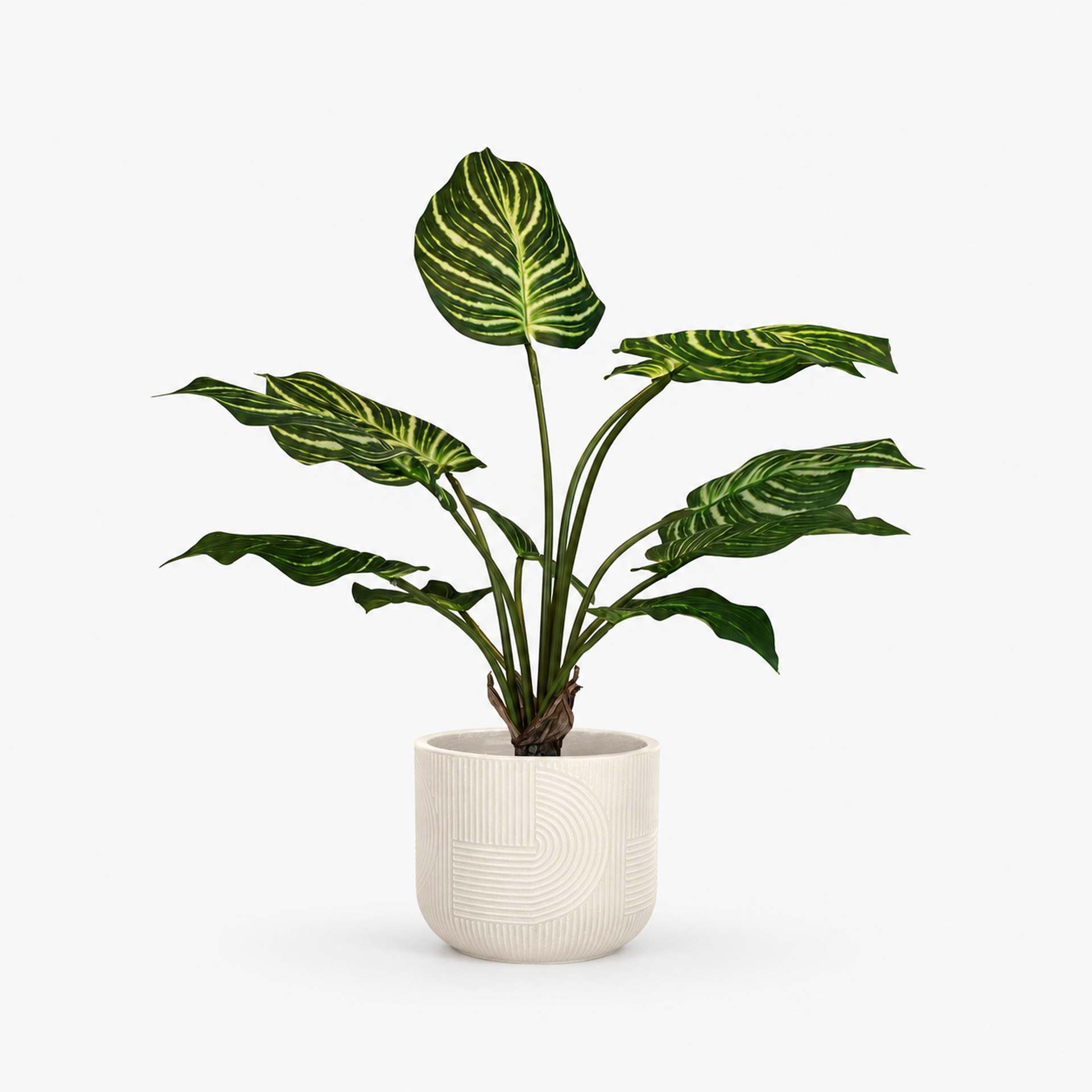 Kunstpflanze mit Topf Calathea 65 cm mit Solco Topf Weiß