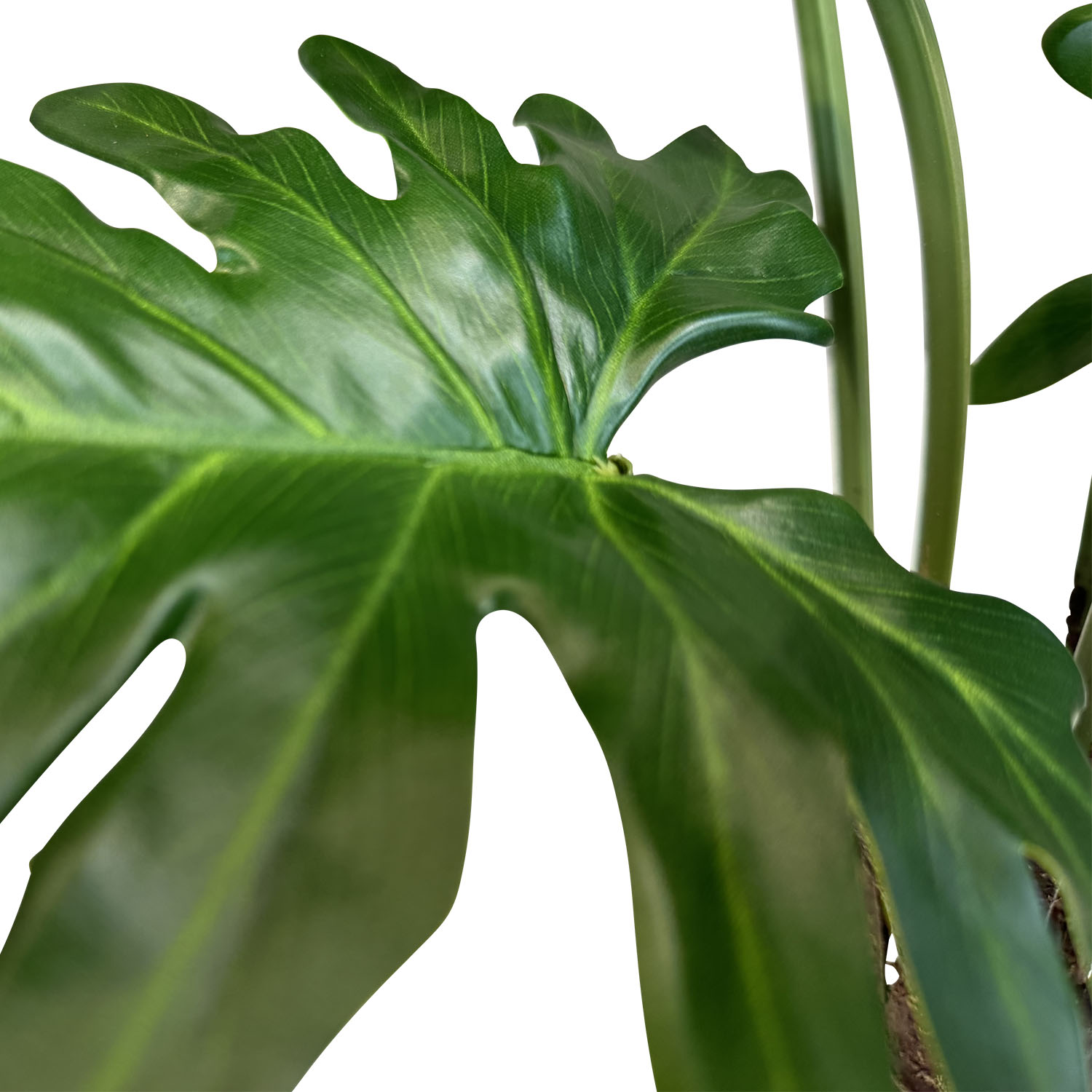 Kunstpflanze mit Topf Philodendron 85 cm mit Cigar Bodengefäß Kunstpflanze mit Topf Baum-Philodendron 85cm mit Organic 3D Topf