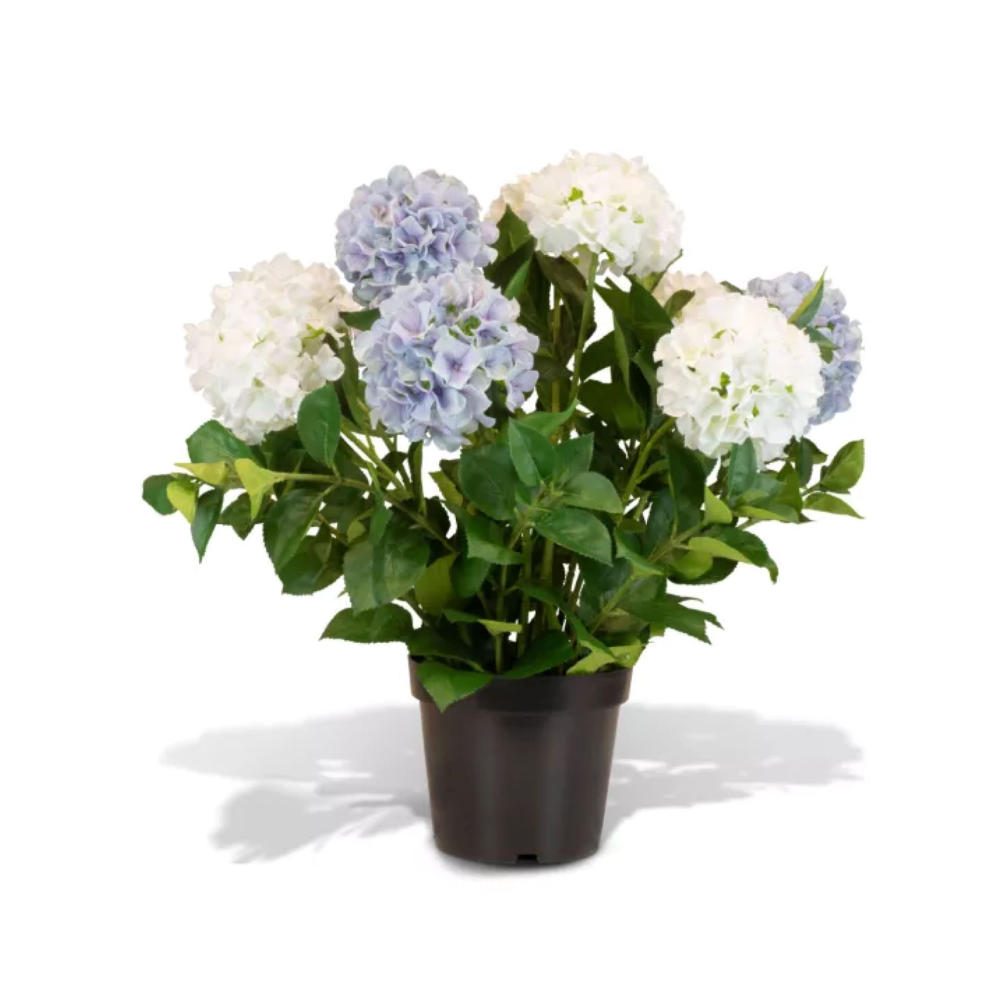 Hortensie - Hydrangea Kunstpflanze, 10 Blüten, Höhe 73 cm, weiß-blau Hortensie - Hydrangea Kunstpflanze, 10 Blüten, Höhe 73 cm, weiß-blau