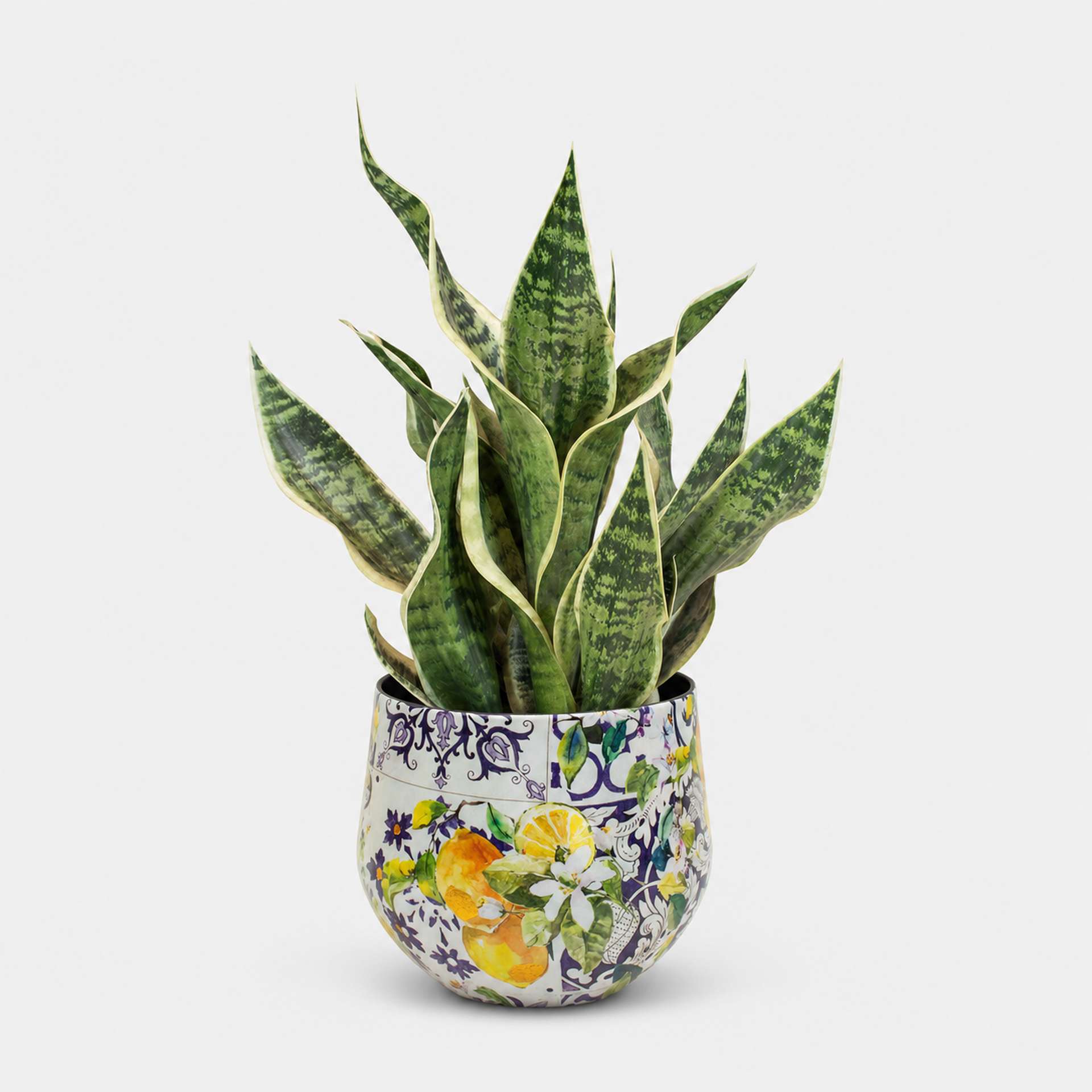 Kunstpflanze mit Topf Bogenhanf 55cm mit Lemon Fusion Gefäß Kunstpflanze mit Topf Bogenhanf 55cm mit Lemon Fusion Gefäß