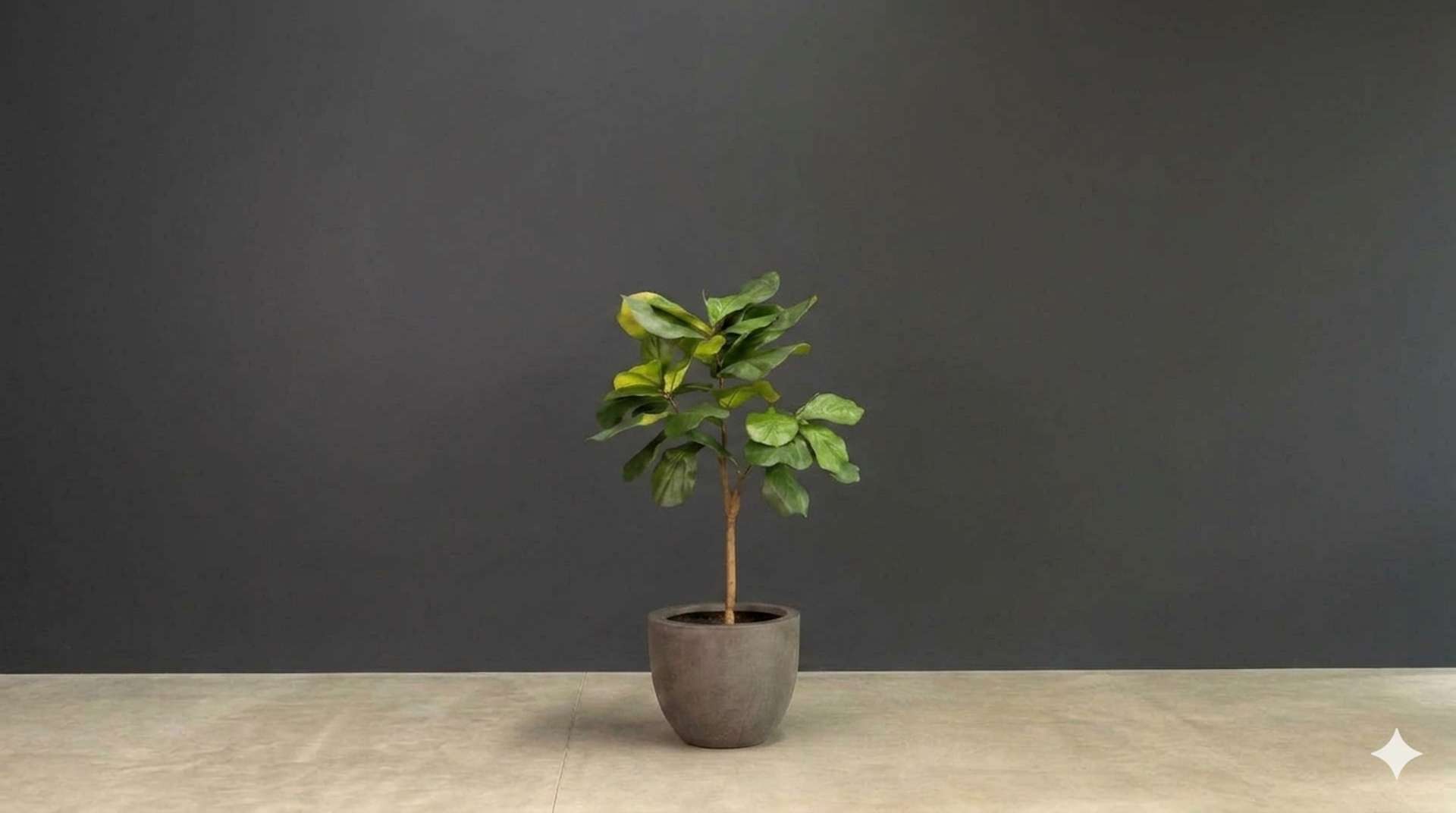 Ficus Lyrata Kunstpflanze mit Topf vor einem neutralen Hintergrund