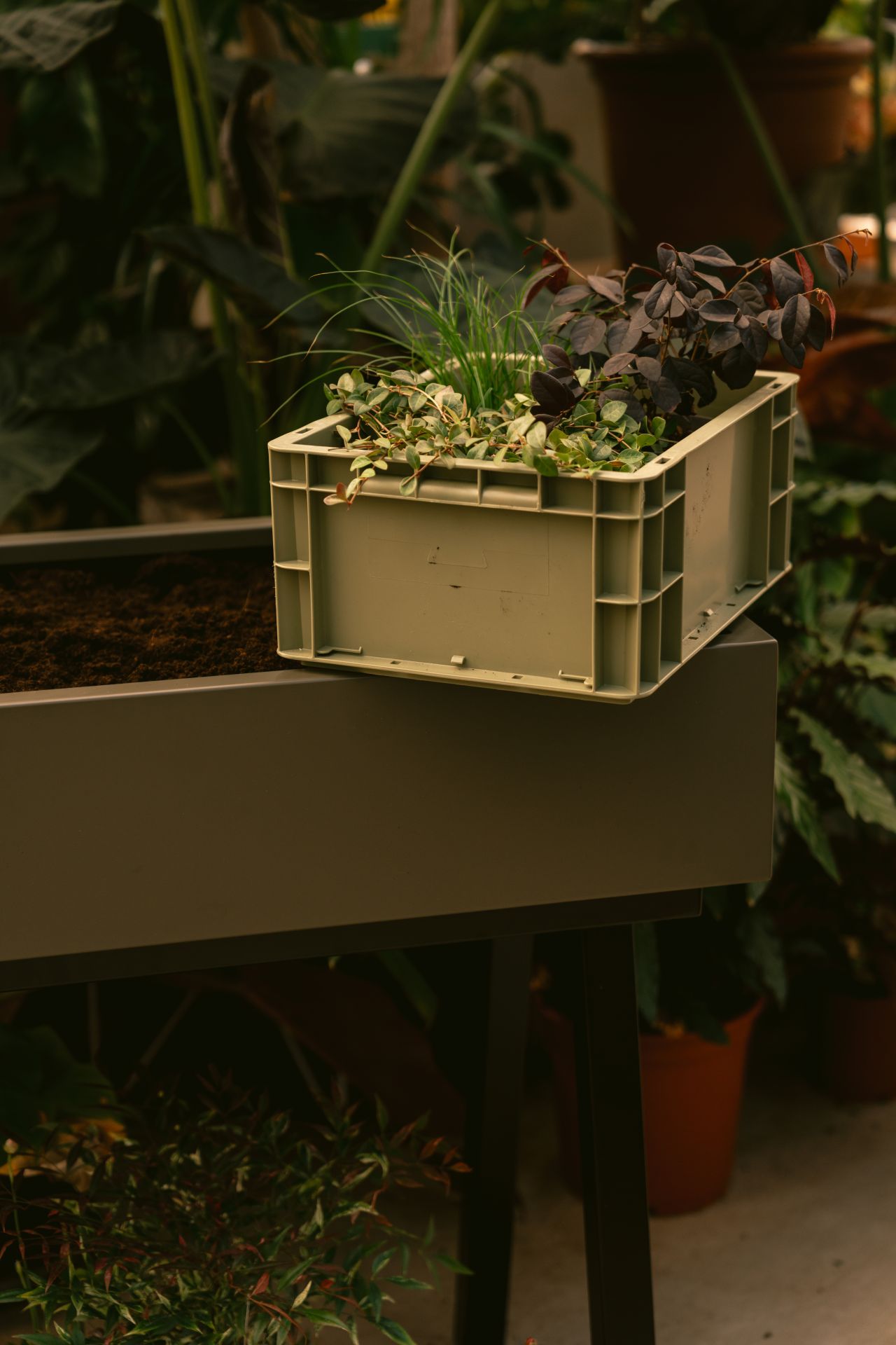 Gardenworks Aufbewahrungskiste in Grün Gardenworks Aufbewahrungskiste in Grün