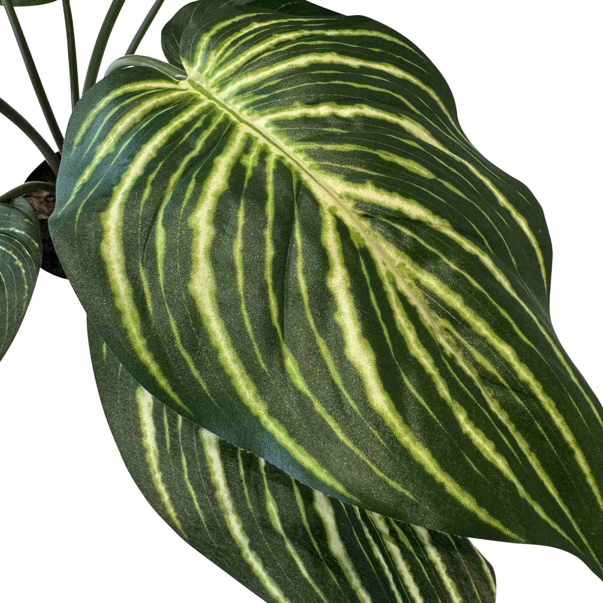 Kunstpflanze mit Topf Calathea 65 cm mit Solco Topf Kunstpflanze mit Topf Calathea 65 cm mit Solco Topf Anthrazit
