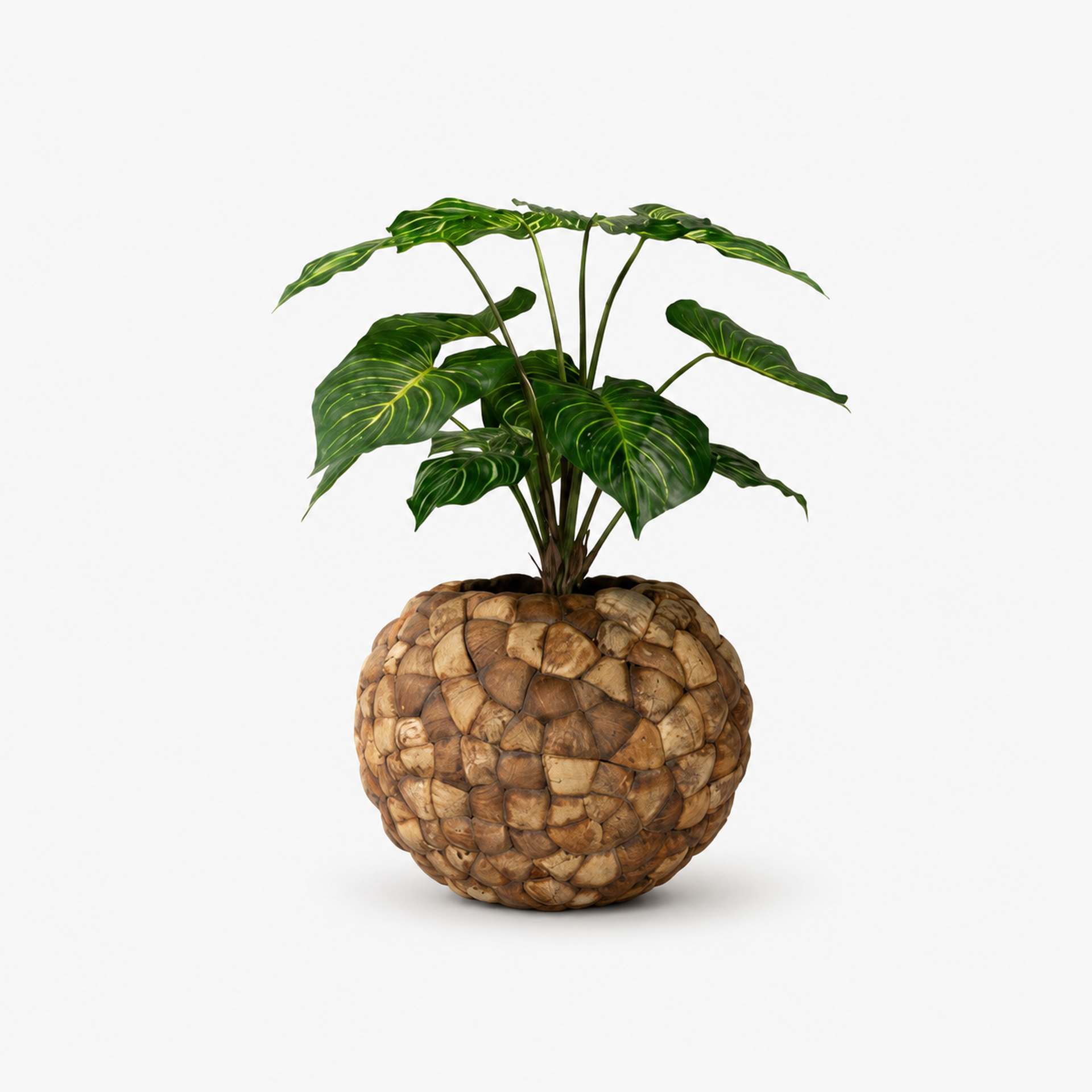Kunstpflanze mit Topf Calathea 70 cm mit Coconut Pflanzgefäß