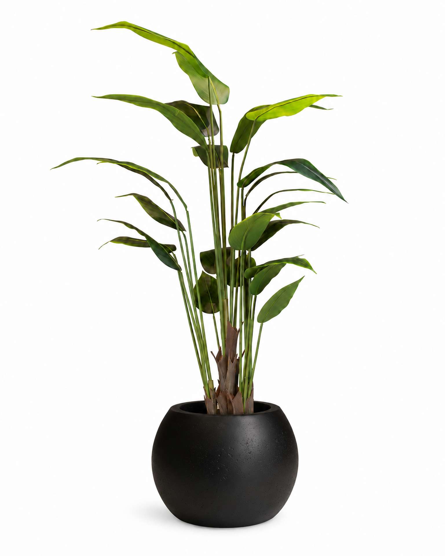 Kunstpflanze mit Topf Bananenpflanze 150cm mit Polystone Globe Topf Anthrazit Kunstpflanze mit Topf Bananenpflanze 150cm mit Polystone Globe Topf Anthrazit