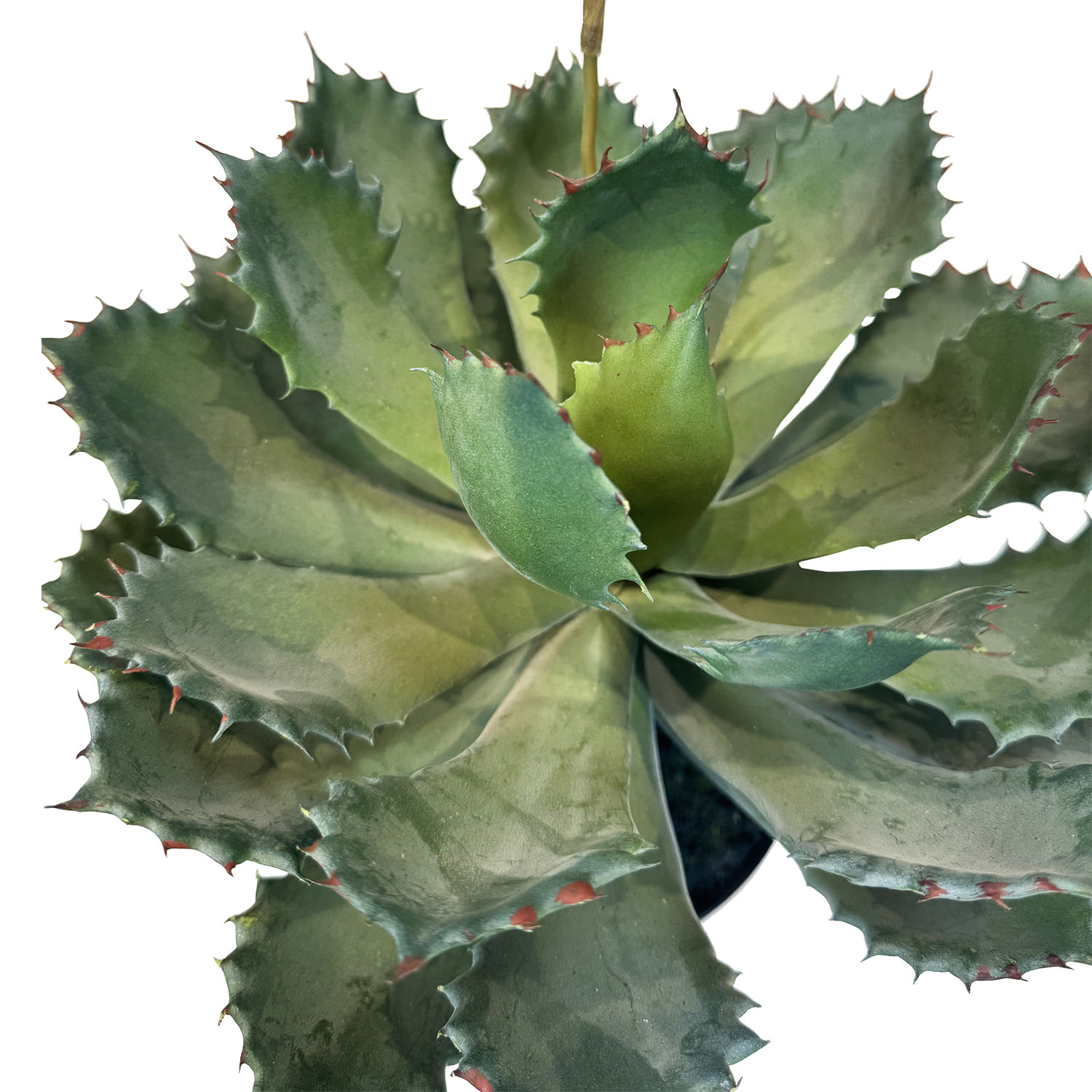 Nahaufname einer Aloe Vera Kunstpflanze von Fleur Ami