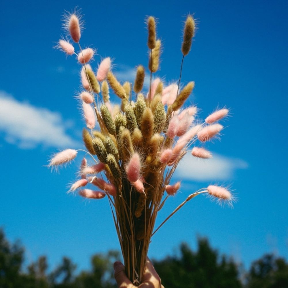 Samtgras 50 Stiele ca. 50–60 cm – Trockenblumen Lagurus