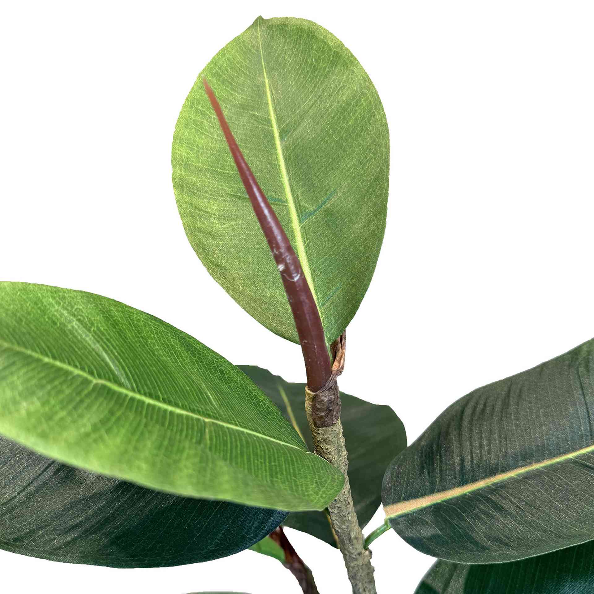 Kunstpflanze mit Topf Ficus Elastica 90 cm mit Royal Globe Gefäß Kunstpflanze mit Topf Ficus Elastica 90 cm mit Solco Gefäß Anthrazit