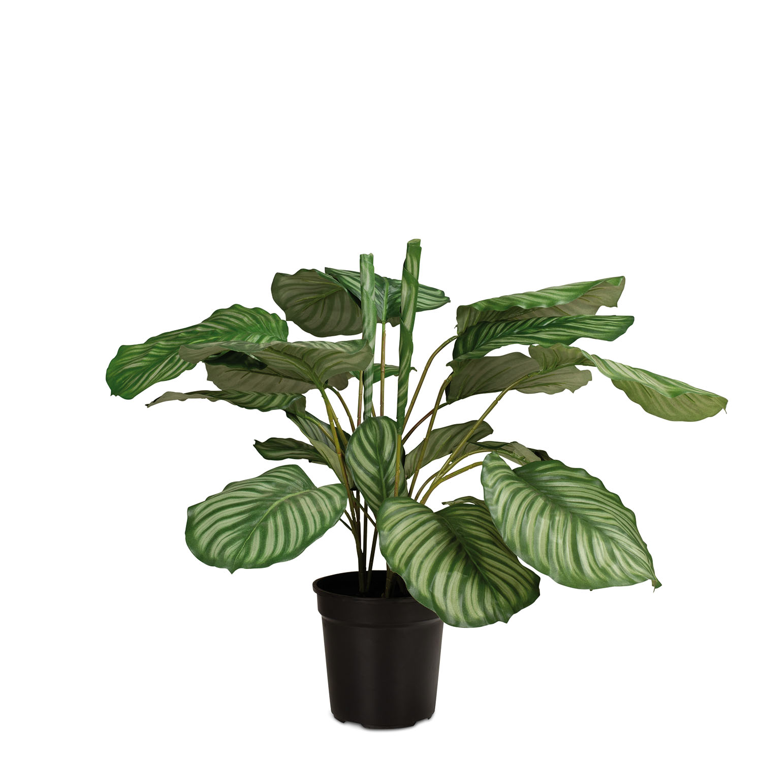 Hochwertige Calathea - Korbmarante Kunstpflanze grün
