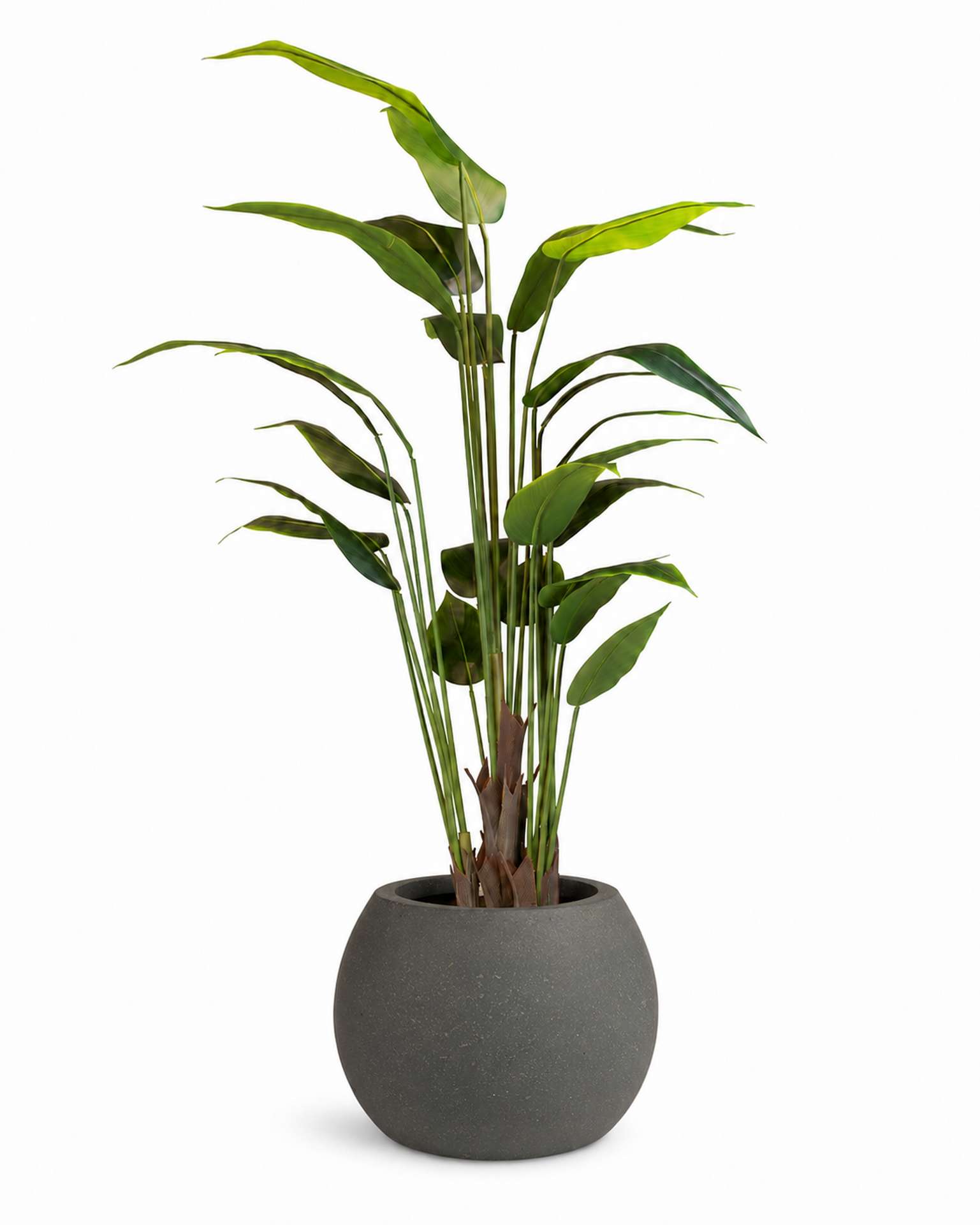 Kunstpflanze mit Topf Bananenpflanze 150cm mit Polystone Globe Topf Grau