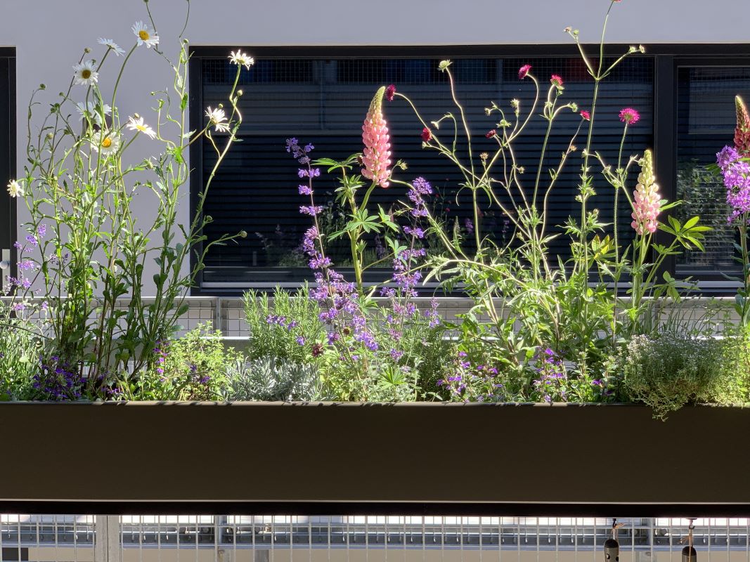 Gardenworks - Gemüse- und Pflanzbehälter