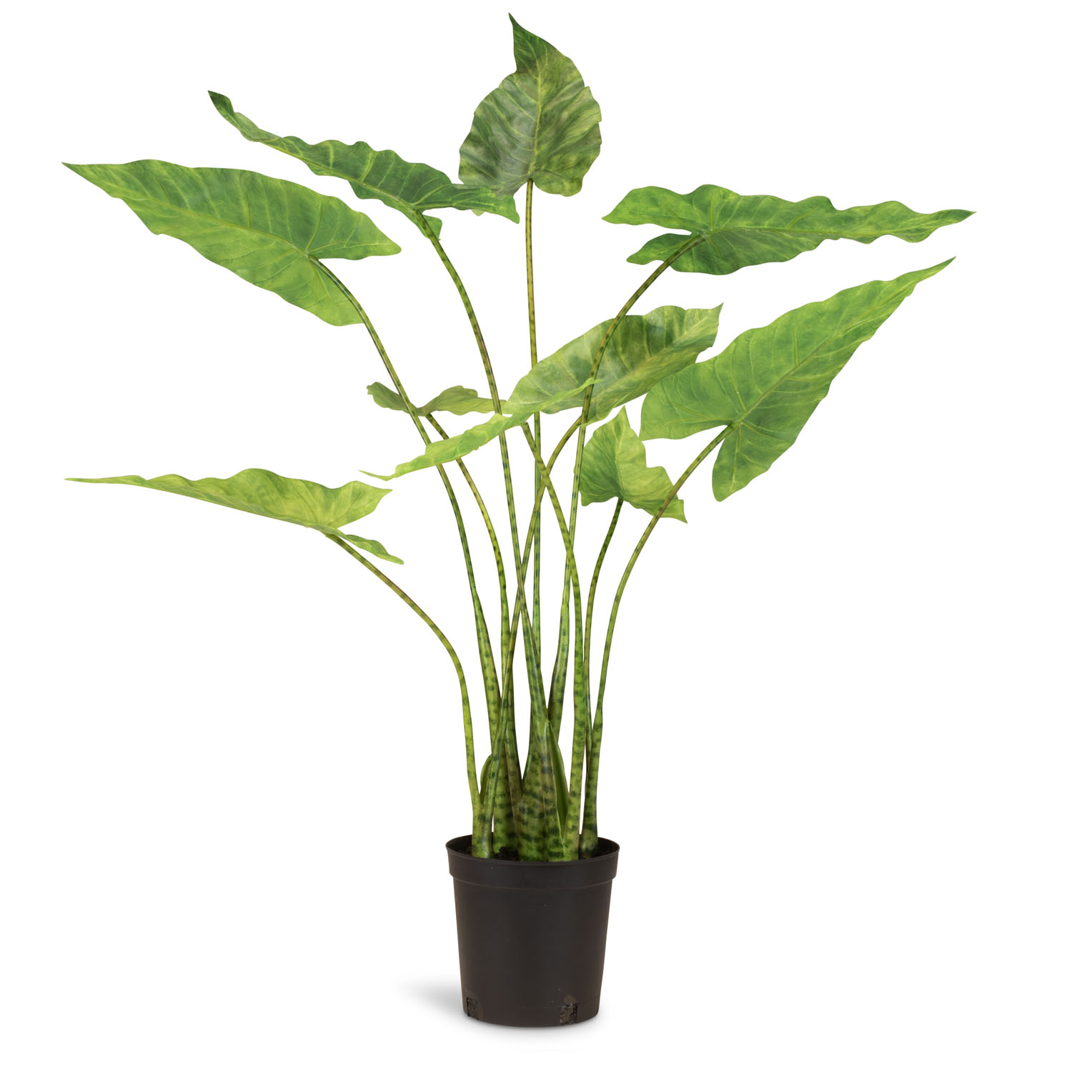 Zebra-Elefantenohr - Alocasia Zebrina Kunstpflanze 61 cm Zebra-Elefantenohr - Alocasia Zebrina Kunstpflanze 61 cm