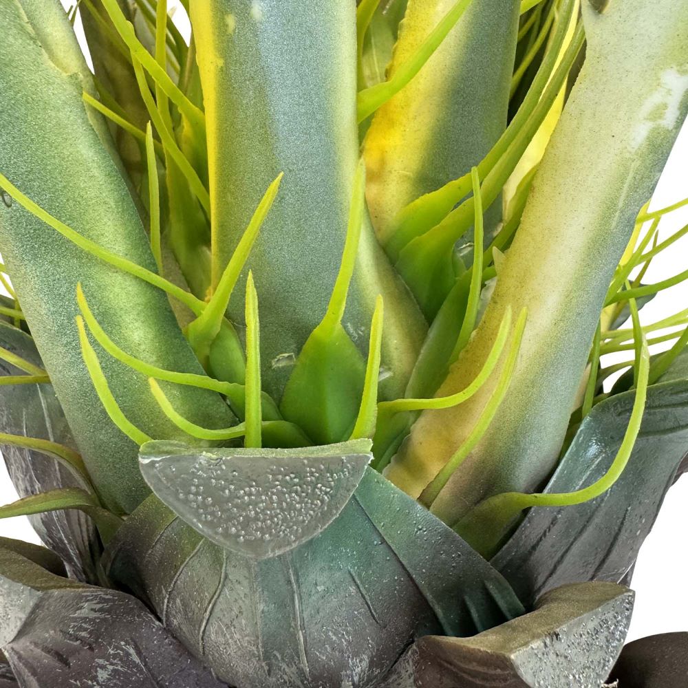 agave snow glow Buy Agave Snow glow in Australia online