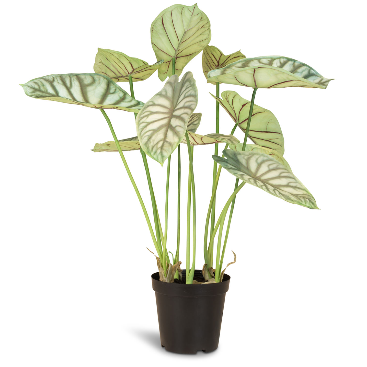 Alocasia - Elefantenohr Kunstpflanze 66 cm Alocasia - Elefantenohr Kunstpflanze 66 cm