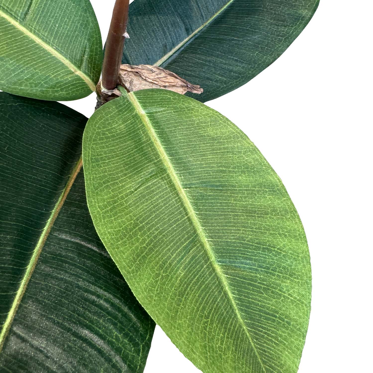 Kunstpflanze mit Topf Ficus Elastica 90 cm mit Royal Globe Gefäß Kunstpflanze mit Topf Ficus Elastica 90 cm mit Royal Globe Gefäß