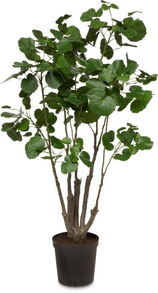 Fiederaralie Polyscias Kunstpflanze 116 cm