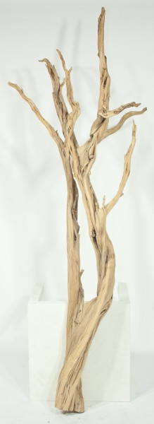 Ghostwood sandgestrahlt verzweigt 90-100 cm