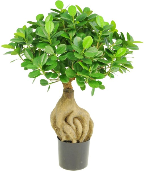 Ficus Panda Bonsai Kunstpflanze 45 cm